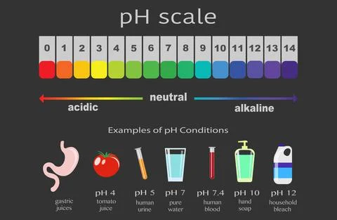 Scale of ph value for acid and alkaline solutions, infographic acid-base balance Stock Illustration