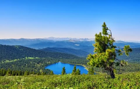 Scale view of mountain taiga Stock Photos