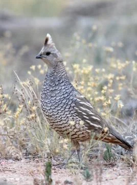 Scaled Quail Stock Photos