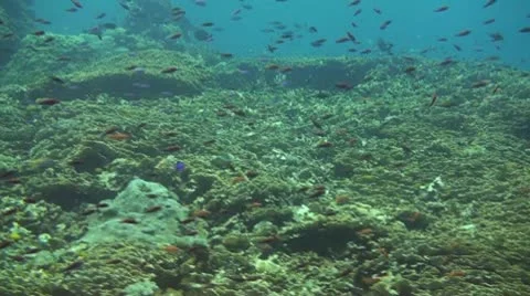 Scalefin anthias Stock Footage 10737569