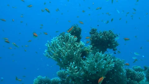 Scalefin anthias Stock Footage 95480840