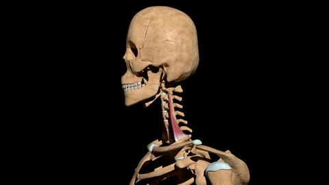 Scalene Medium Muscles on Skeleton 動画素材 128840070