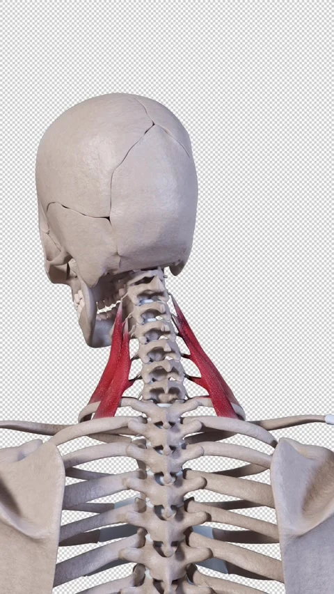 Scalene Muscle Movement Back View Vertical Video Stock Footage 337822264