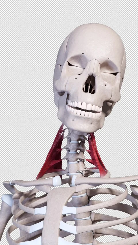 Scalene Muscle Movement Front View Vertical Video Stock Footage 337822380