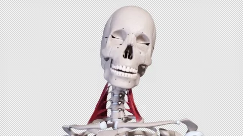 Scalene Muscle Movement Front View Stock Footage 337824117