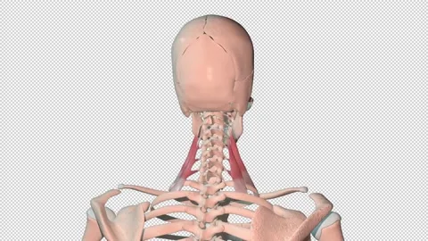 Scalene  Muscles Full Rotation Loop Stock Footage 237745624
