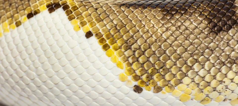 Scales close-up of Piebald python regius 写真素材