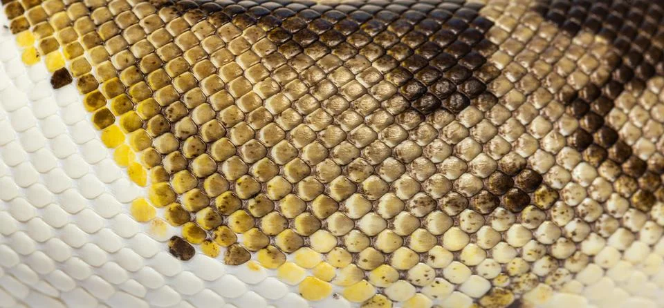 Scales close-up of Piebald python regius 写真素材