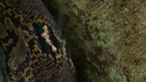 Scales of reticulated python snake crawling in a terrarium - Python reticulatus 库存影片 104849689