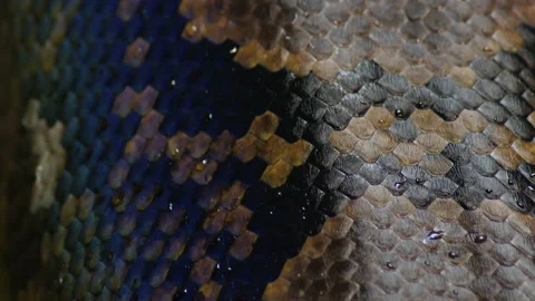 Scales of squamous reticulated python snake crawling - Python reticulatus 動画素材 104849293