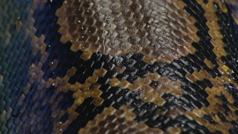 Scales of squamous reticulated python snake in a terrarium - Python reticulatus Stock Footage 104849506
