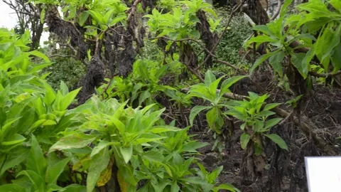Scalesia affinis plants growing in Galapagos 動画素材 310191853