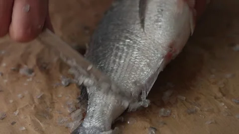 Scaling Fish for Culinary Use With Knife. Stock Footage 259177794