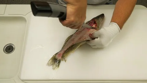 Scaling a fish Stock Footage 77812381