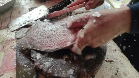 Scaling fish Stock Footage 296676966