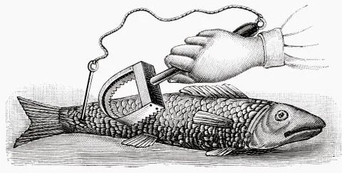 Scaling fish (illustration) Illustrazione stock