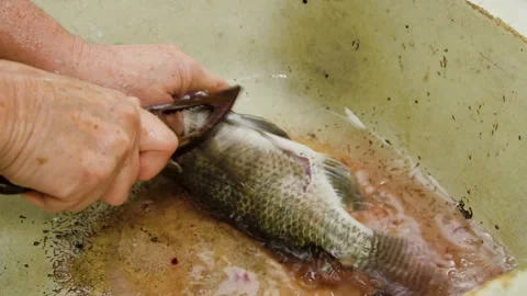 Scaling tilapia with a tool Stock Footage 258189509