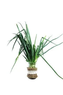 Scallion on a white background Stock Photos