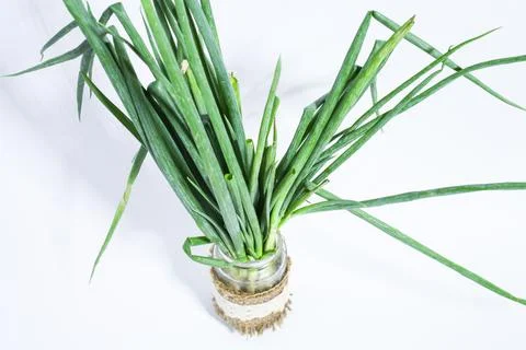 Scallion on a white background Stock Photos