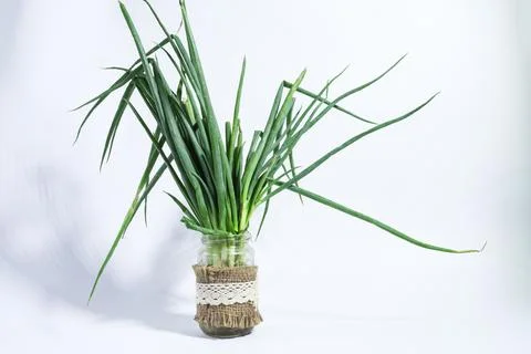 Scallion on a white background Stock Photos