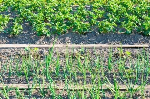 Scallions on a  garden patch Foto stock