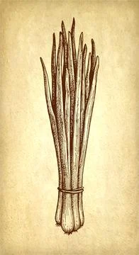 Scallions ink drawing. Stock Illustration