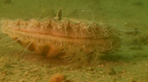 Scallop  close up Stock Footage 47958005