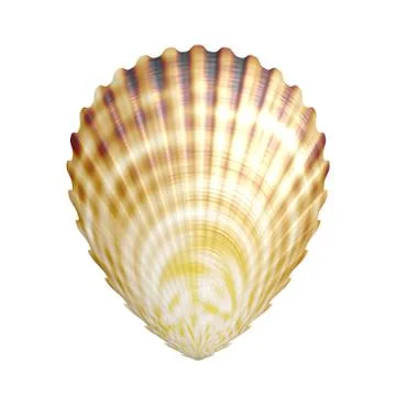 Scallop generated texture on white background Stock Illustration