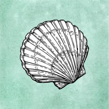 Scallop ink sketch Illustrazione stock