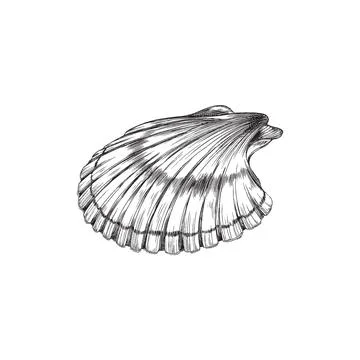 Scallop mollusk or shellfish shell engraving vector illustration isolated. 스톡 일러스트