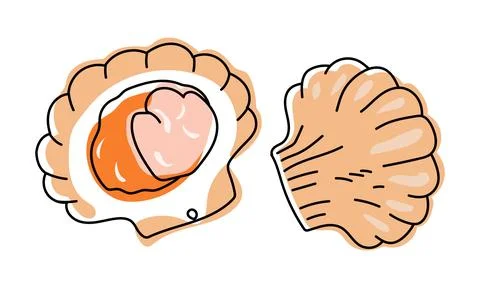 Scallop, open shell with clam. Seafood Illustrazione stock