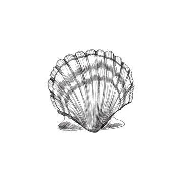 Scallop or shell in sketch style with engraving, vector illustration isolated on Stock Illustration