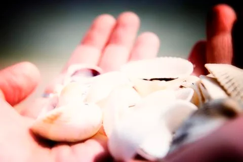 Scallop Stock Photos