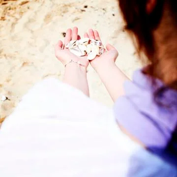 Scallop Stock Photos