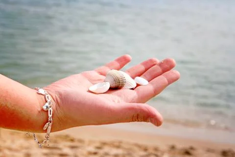 Scallop Stock Photos