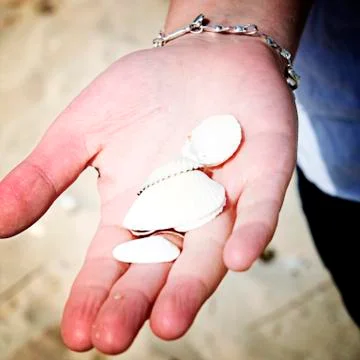 Scallop Stock Photos