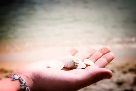 Scallop Stock Photos