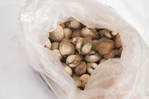 Scallop Stock Photos