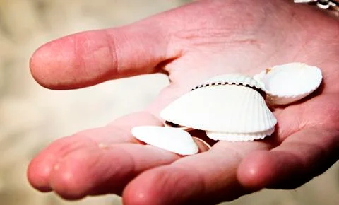 Scallop Stock Photos