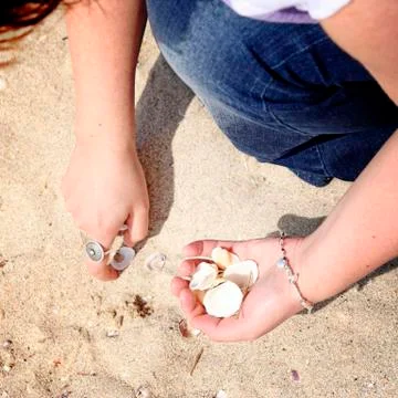 Scallop Stock Photos