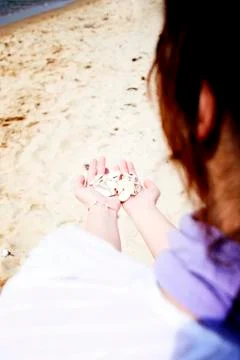 Scallop Stock Photos