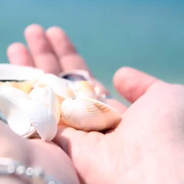 Scallop Stock Photos