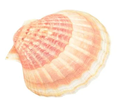 Scallop Stock Photos