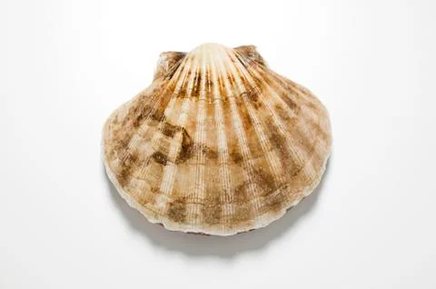 A scallop Stock Photos