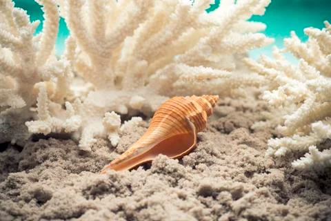 Scallop. Stock Photos
