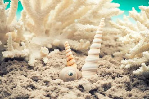 Scallop. Stock Photos