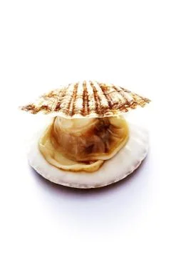Scallop Stock Photos