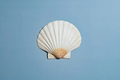 Scallop seashell on blue background Stock Photos