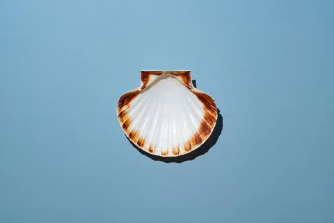 Scallop seashell on blue background Foto stock