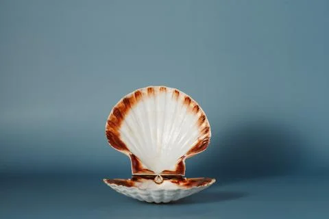 Scallop seashell on blue background Foto stock